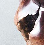 Mel 98-03s.jpg (11953 bytes)